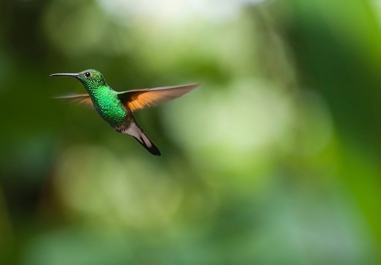 hummingbird-2139278_1280