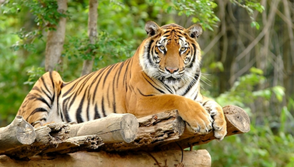 keberlanjutan habitat harimau sumatera