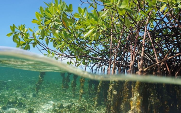 hutan mangrove