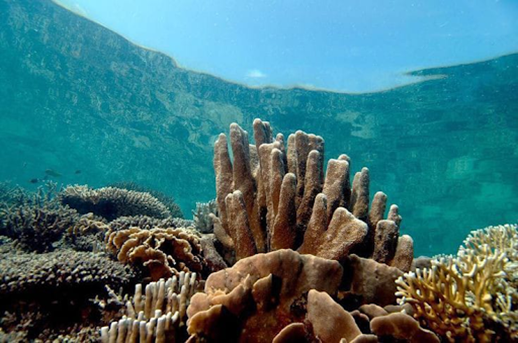 terumbu karang terancam memutih