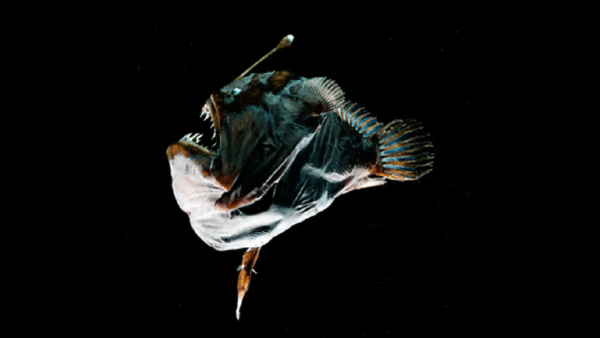 Fenomena naiknya Anglerfish