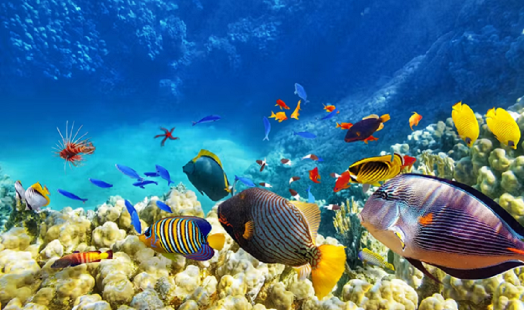 Ragam hayati laut