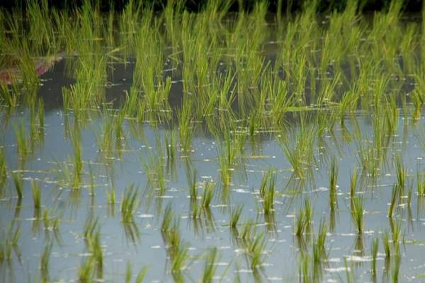 Produksi padi 2025 meningkat