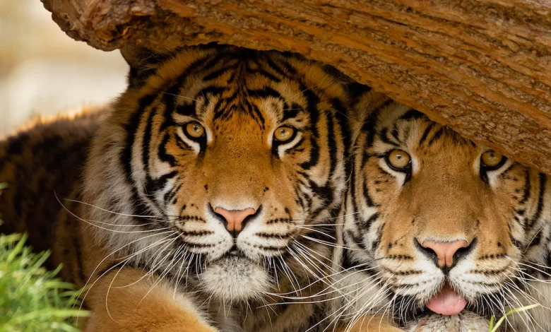 konservasi harimau sumatera