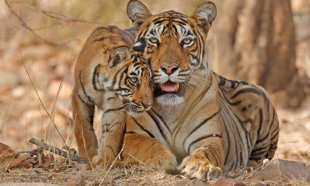 konservasi harimau sumatera