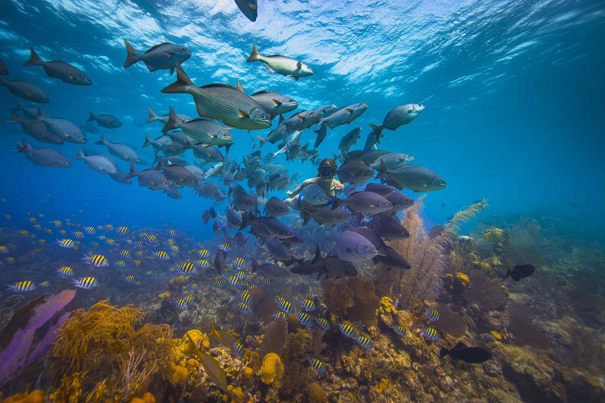 keajaiban dunia bawah laut