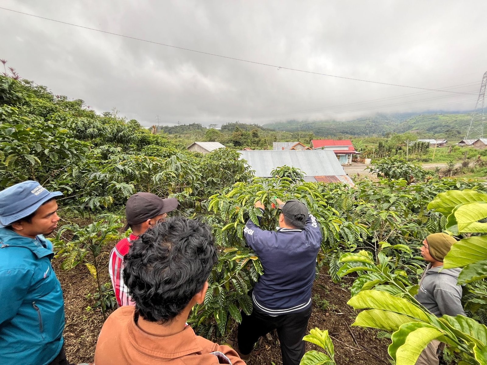 Petani Kopi Semendo