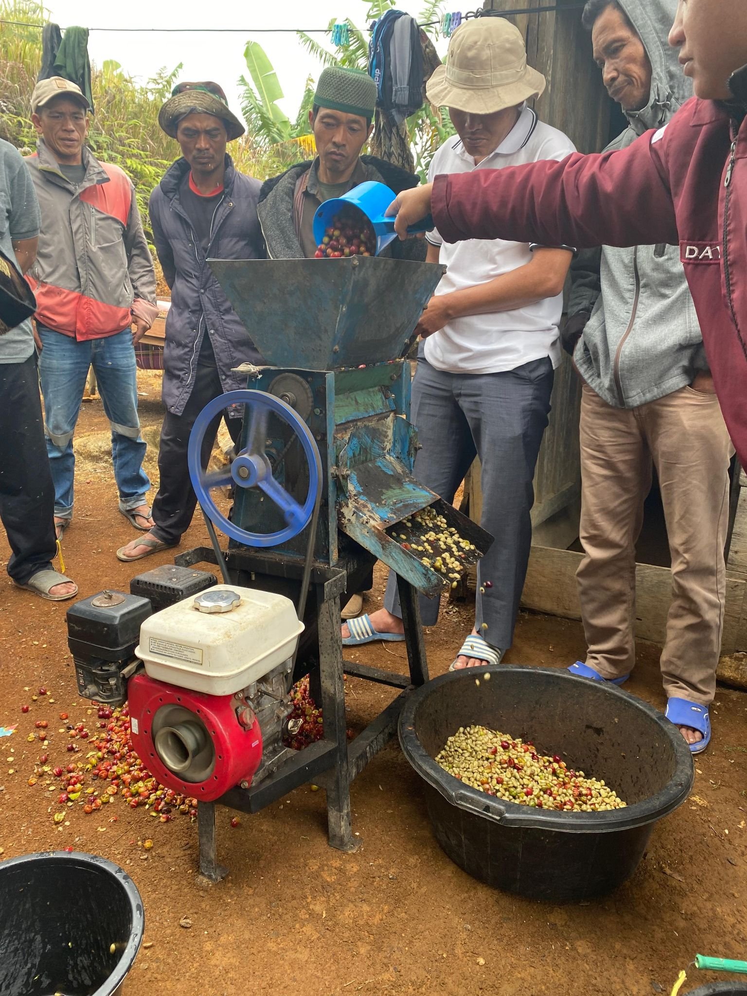 Dome pengeringan kopi