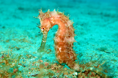 Spesies Laut Indonesia