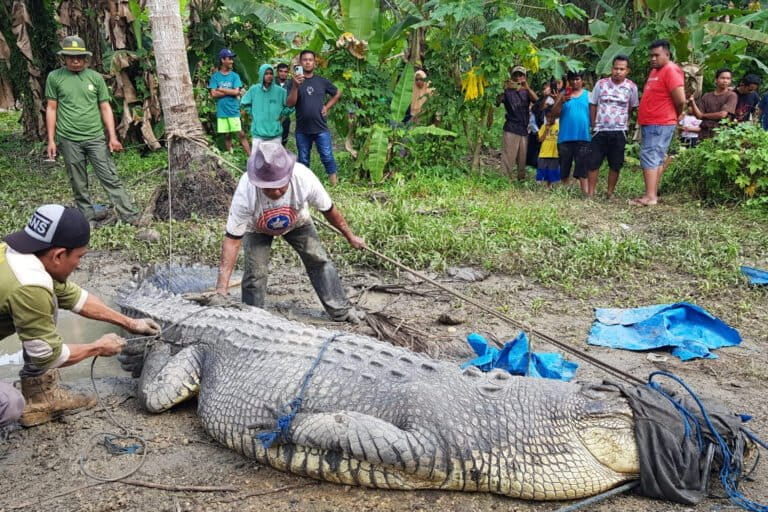 Serangan Buaya Indonesia