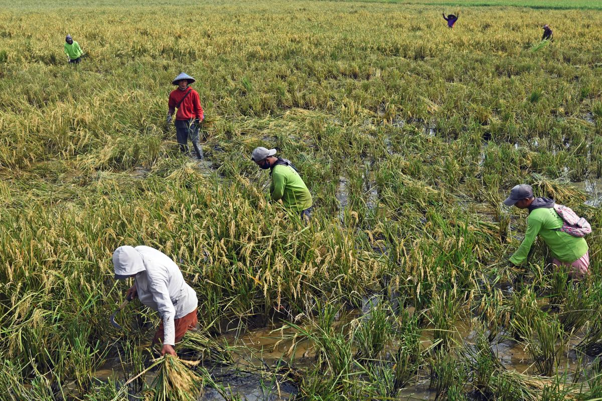 petani muda di tengah krisis regenerasi