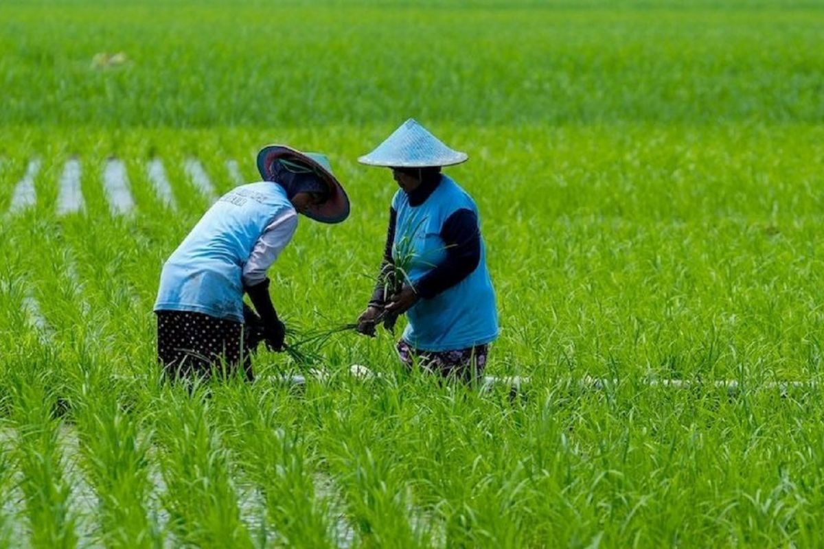 petani muda di tengah krisis regenerasi