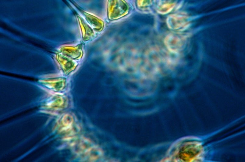 Phytoplankton dan Iklim