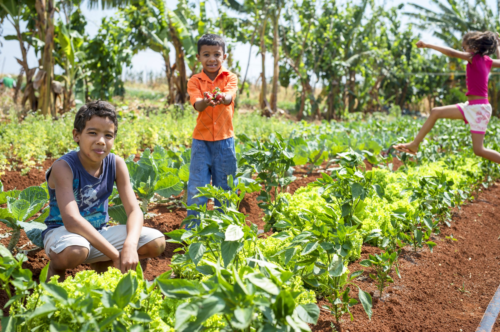 ketahanan pangan keluarga