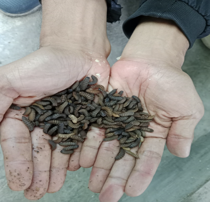 Ekonomi sirkular keluarga