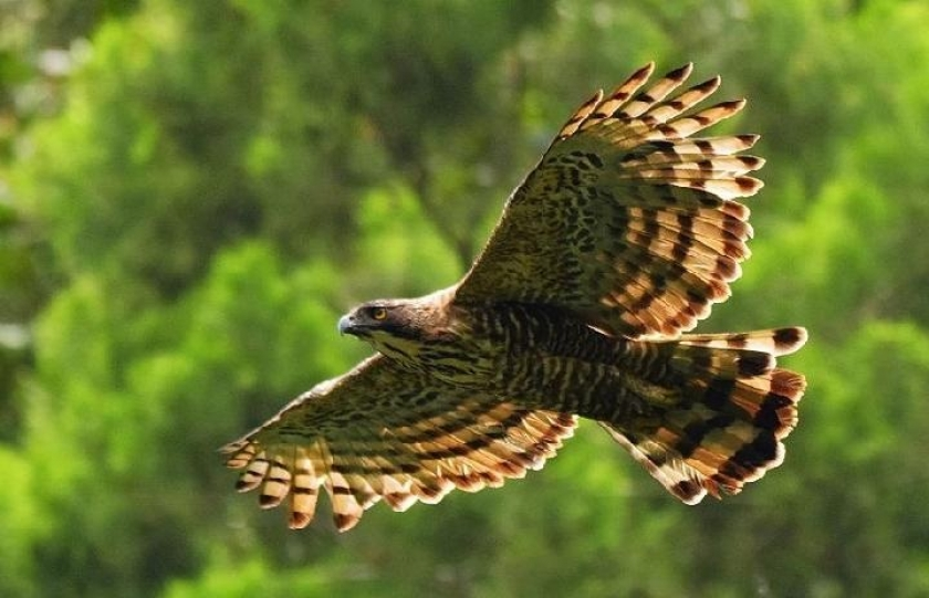 satwa liar sebagai pengatur