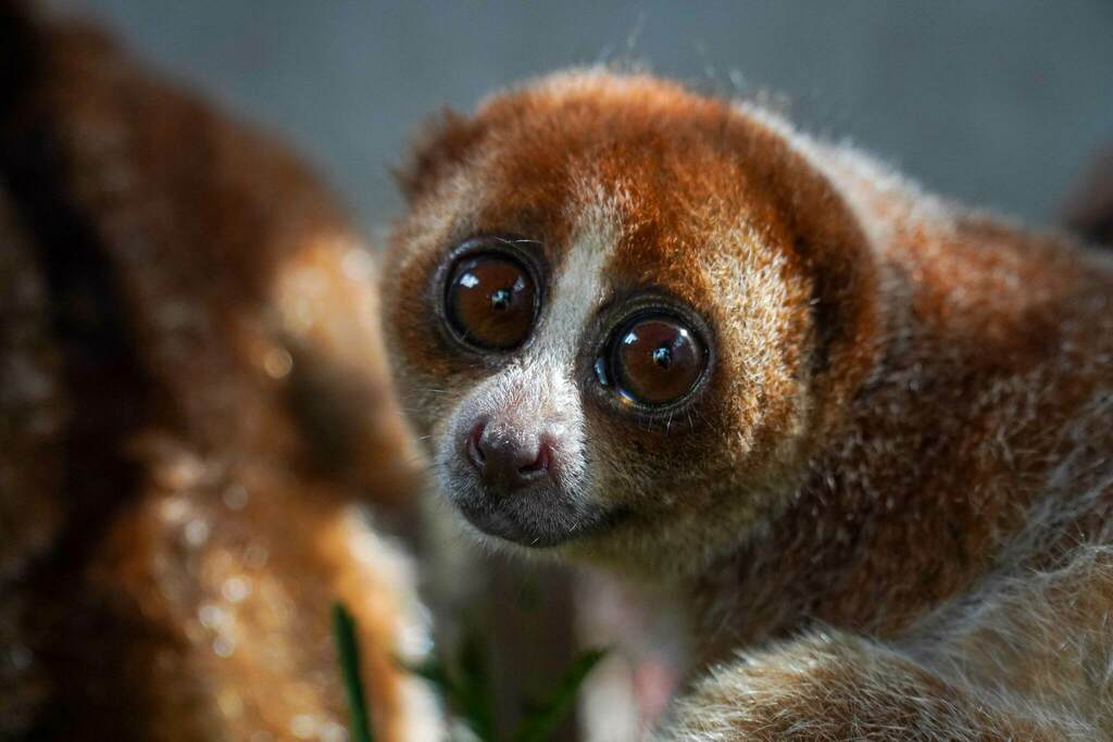 Hari Primata Indonesia