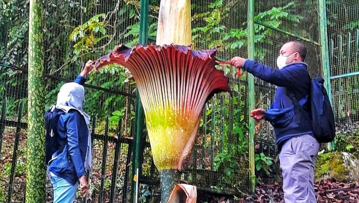 Bunga Bangkai Raksasa Mekar