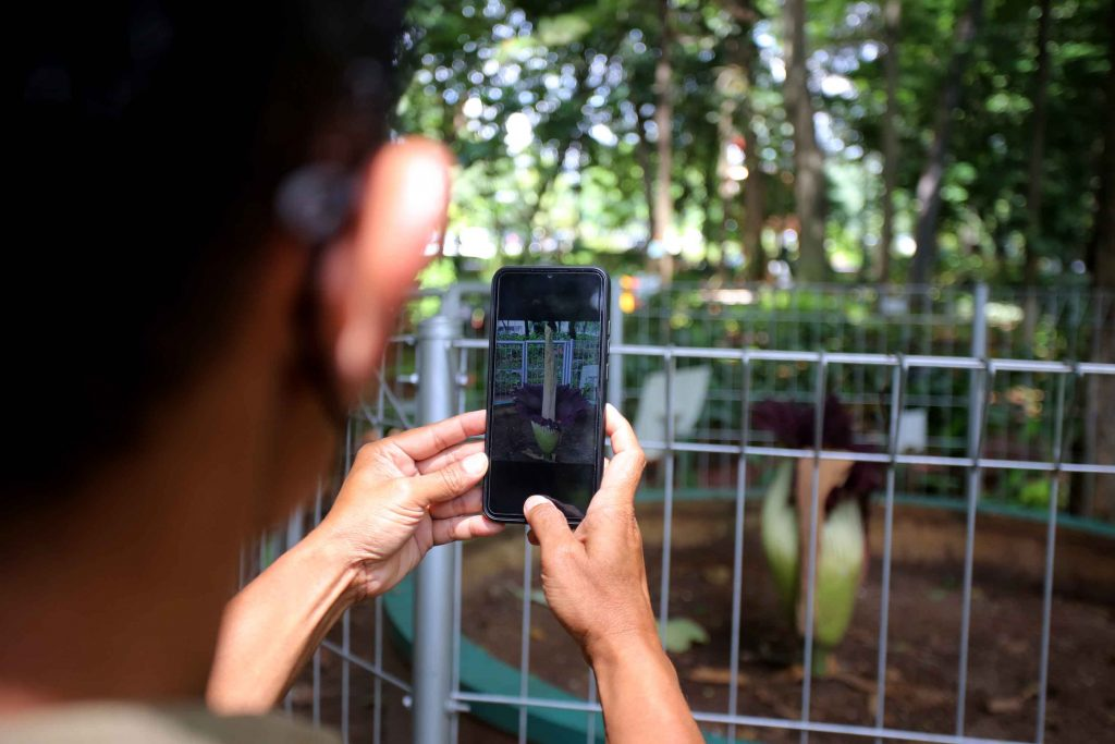 Bunga Bangkai Raksasa Mekar