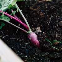 Meninjau Potensi Pertanian Berkelanjutan di Indonesia