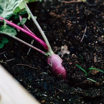 Meninjau Potensi Pertanian Berkelanjutan di Indonesia