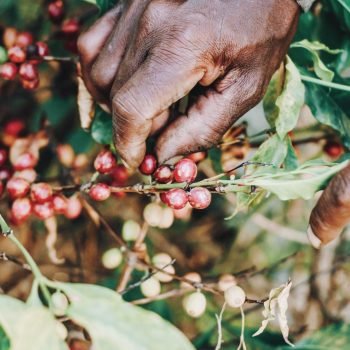 AMF Mengawal Masyarakat Terdampak Hingga Berdikari