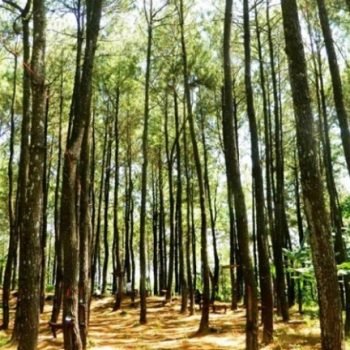 Darurat Pembiayaan Hutan Sosial Melalui Wakaf Hutan