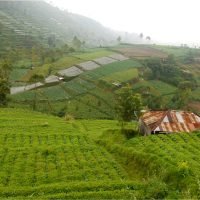 Kabar dari Subsektor Holtikultura