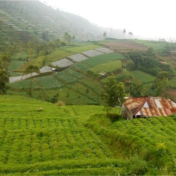 Kabar dari Subsektor Holtikultura