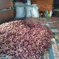 Potensi Budidaya Bawang Merah di Muara Laboh