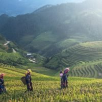 Dampak Perubahan Iklim pada Sektor Pertanian