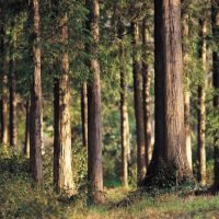 Mengukur Peningkatan Karbon Hutan dengan MRV