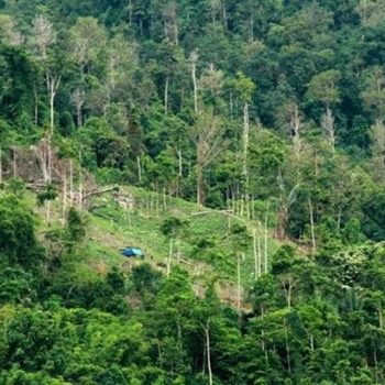 Peran Pancasila sebagai Fondasi Pelestarian dan Pemajuan Keanekaragaman Hayati di Indonesia