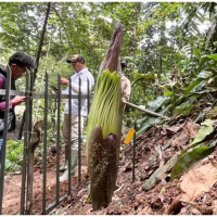 Bunga Bangkai Raksasa Mekar di Kebun Raya Bogor