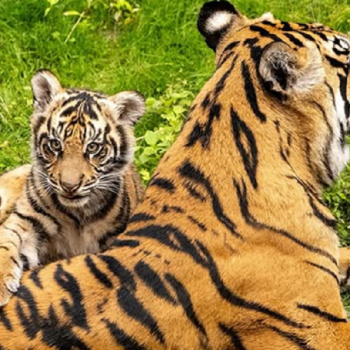 Bakso, Anak Harimau Sumatera Menjadi Sorotan Usai Debut di Disney Animal Kingdom Florida