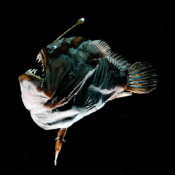 Fenomena Naiknya Anglerfish ke Permukaan, Pertanda Buruk?