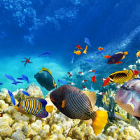 Mengenal Ragam Hayati Laut yang Terancam Punah dan Upaya Perlindungannya