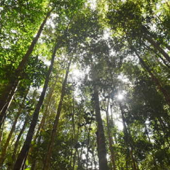 10 Juta Hektar Hutan Hilang Setiap Tahun, Siapa yang Harus Bertanggung Jawab?