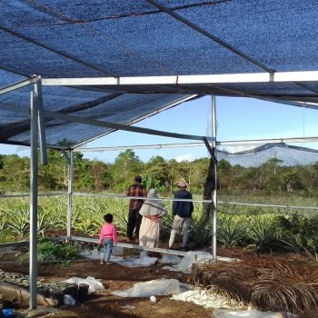 Mengembangkan Agroforestry Berkelanjutan di Lahan Gambut