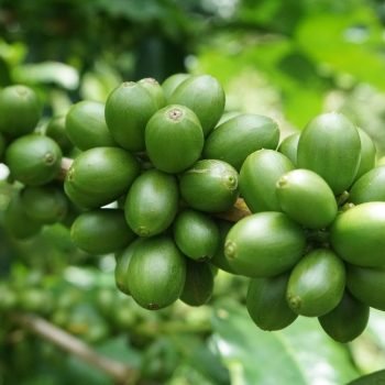 Pertanian Bernilai Tambah dengan Good Agricultural Practices