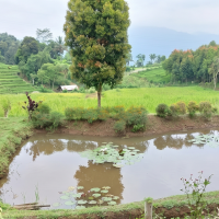 Arsitektur Pemulihan Mata Pencaharian: Dari Demplot, ke Kelompok Usaha, ke Koperasi