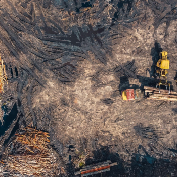 Hutan, Solusi Krisis Iklim yang Terus Terancam