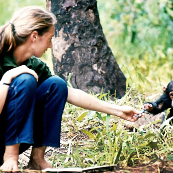 Jane Goodall dan Transformasi Pandangan Kita tentang Primata
