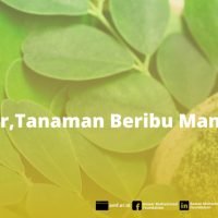 Pengembangan Tanaman Beribu Manfaat di Pekonina, Muara Laboh