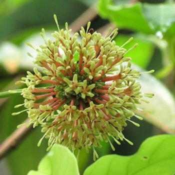 Profil dan Potensi Pengembangan Komoditas Gambir