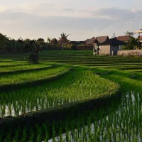 Transisi Desa dalam Sudut Pandang Pembangunan Berkelanjutan