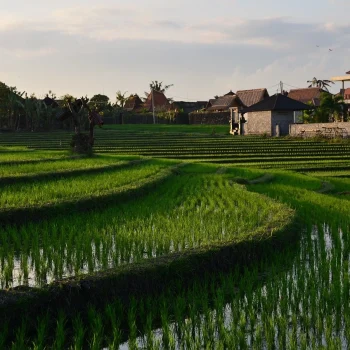 Transisi Desa dalam Sudut Pandang Pembangunan Berkelanjutan