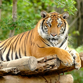 Tantangan dan Peluang pada Keberlanjutan Habitat Harimau Sumatera