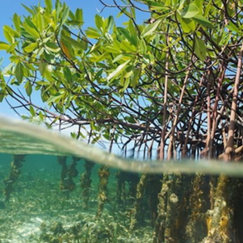 Biodiversitas Hutan Mangrove: Benteng Alami Pesisir