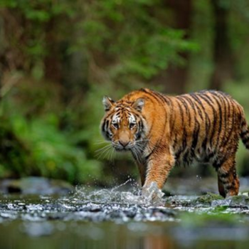 Selamatkan Raja Rimba Sumatra: Aksi Nyata untuk Masa Depan